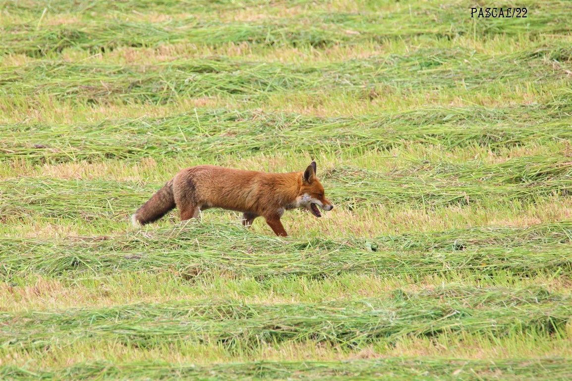 Renard roux Kersolec Vendredi 26 Mai 2023 (7).JPG