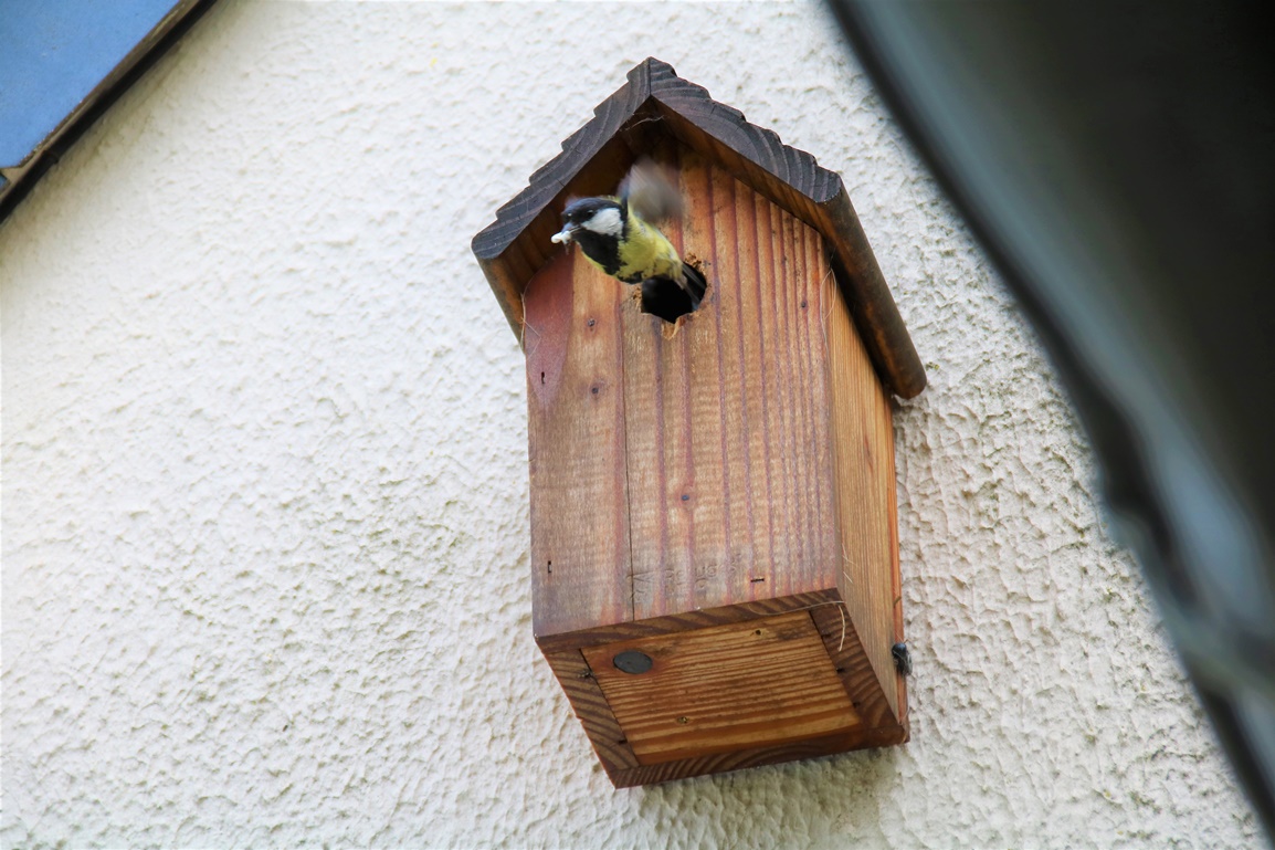 Nidification Mésanges charbonnières nichoir garage fin Mai 2023 (1).JPG
