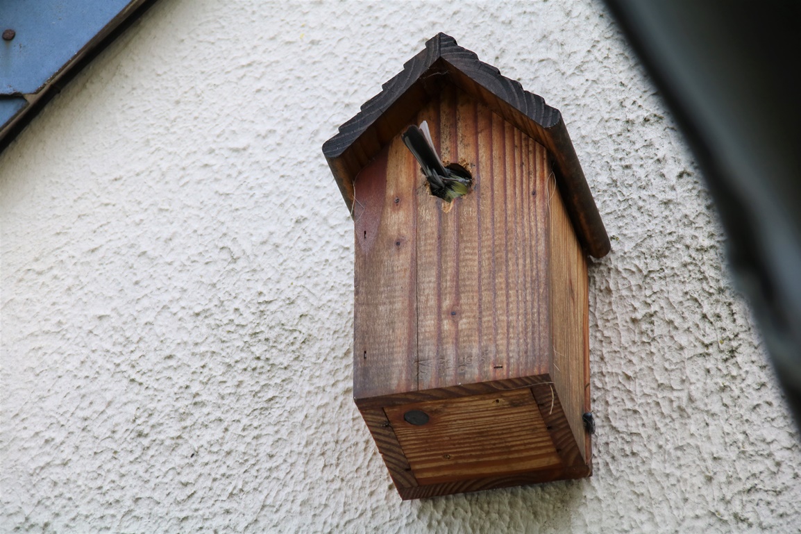 Nidification Mésanges charbonnières nichoir garage fin Mai 2023 (3).JPG