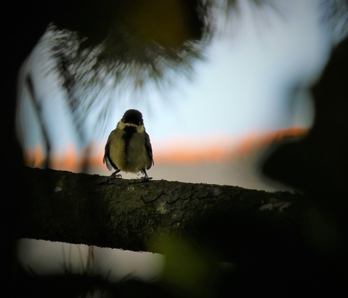Envol Mésanges charbonnières nichoir devant garage (1).JPG