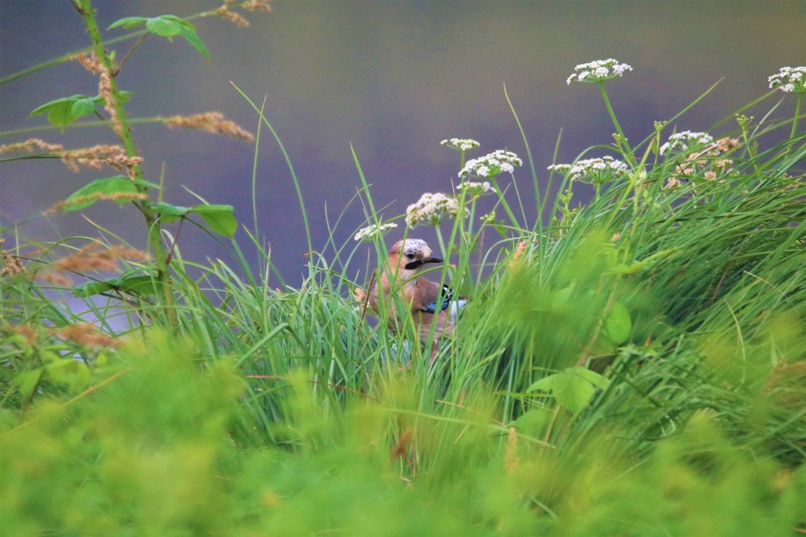 Geai des chênes.JPG