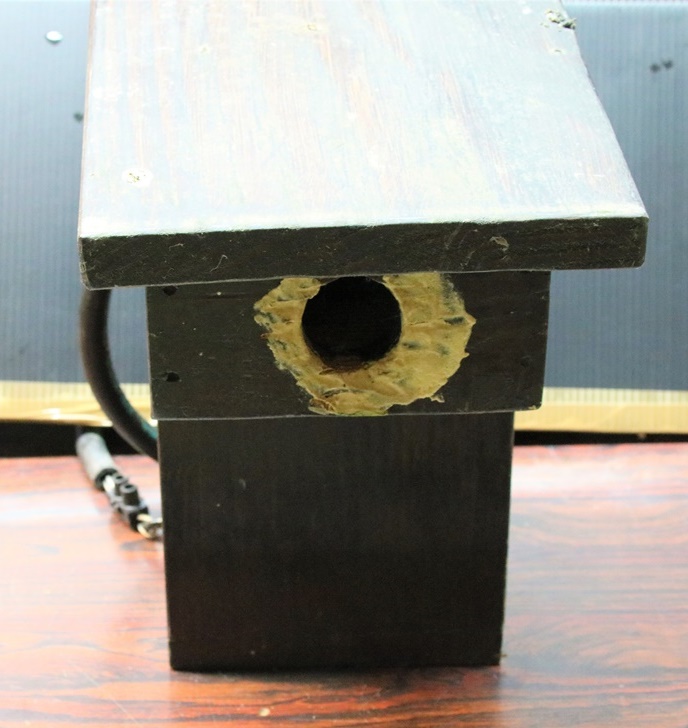 nidification Mésanges bleues nichoir mûrier à feuilles de platane-crop.JPG