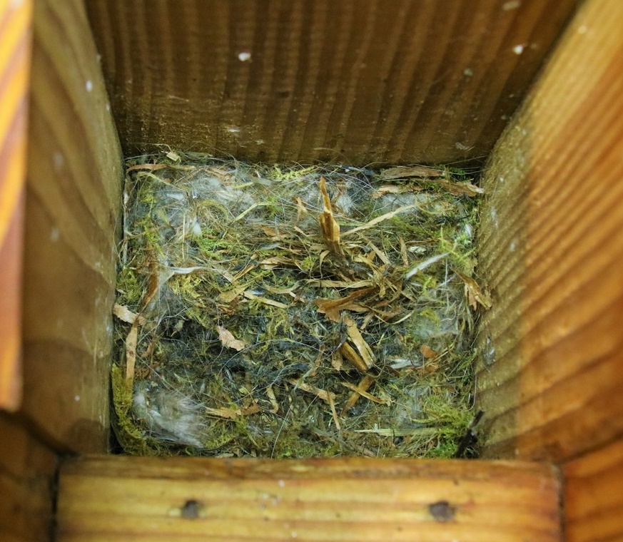 nidification Mésanges bleues nichoir mûrier à feuilles de platane 2-crop.JPG