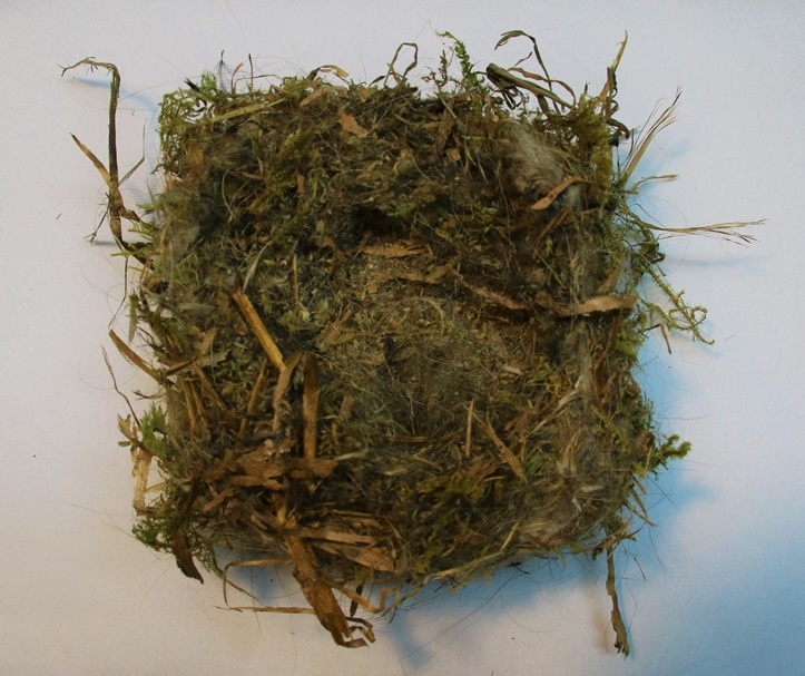 nidification Mésanges bleues nichoir mûrier à feuilles de platane 3-crop.JPG