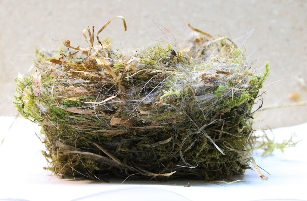 nidification Mésanges bleues nichoir mûrier à feuilles de platane 4-crop.JPG