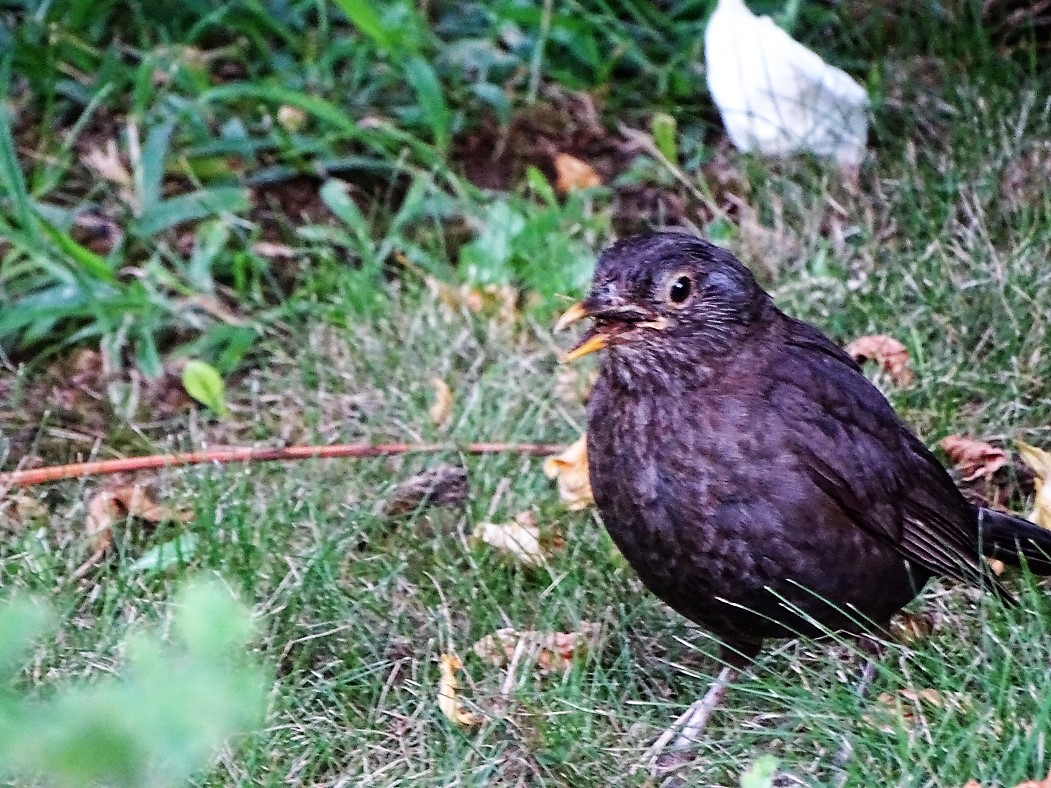 Merle noirDSC08999 Copie.jpg