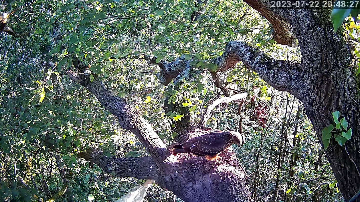 milan noir 22 07 2023r.jpg