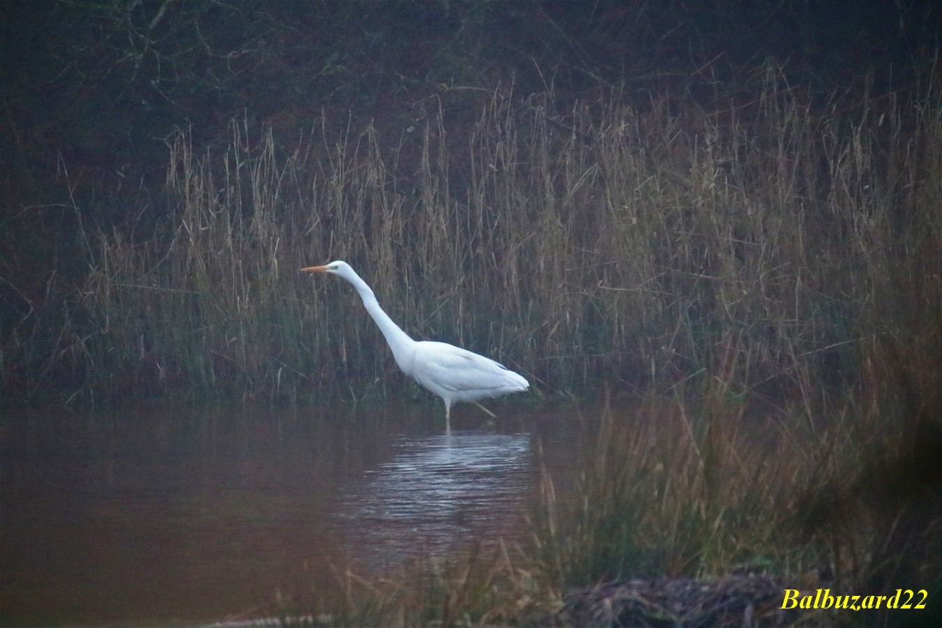 IMG_3511 - Copie.jpg