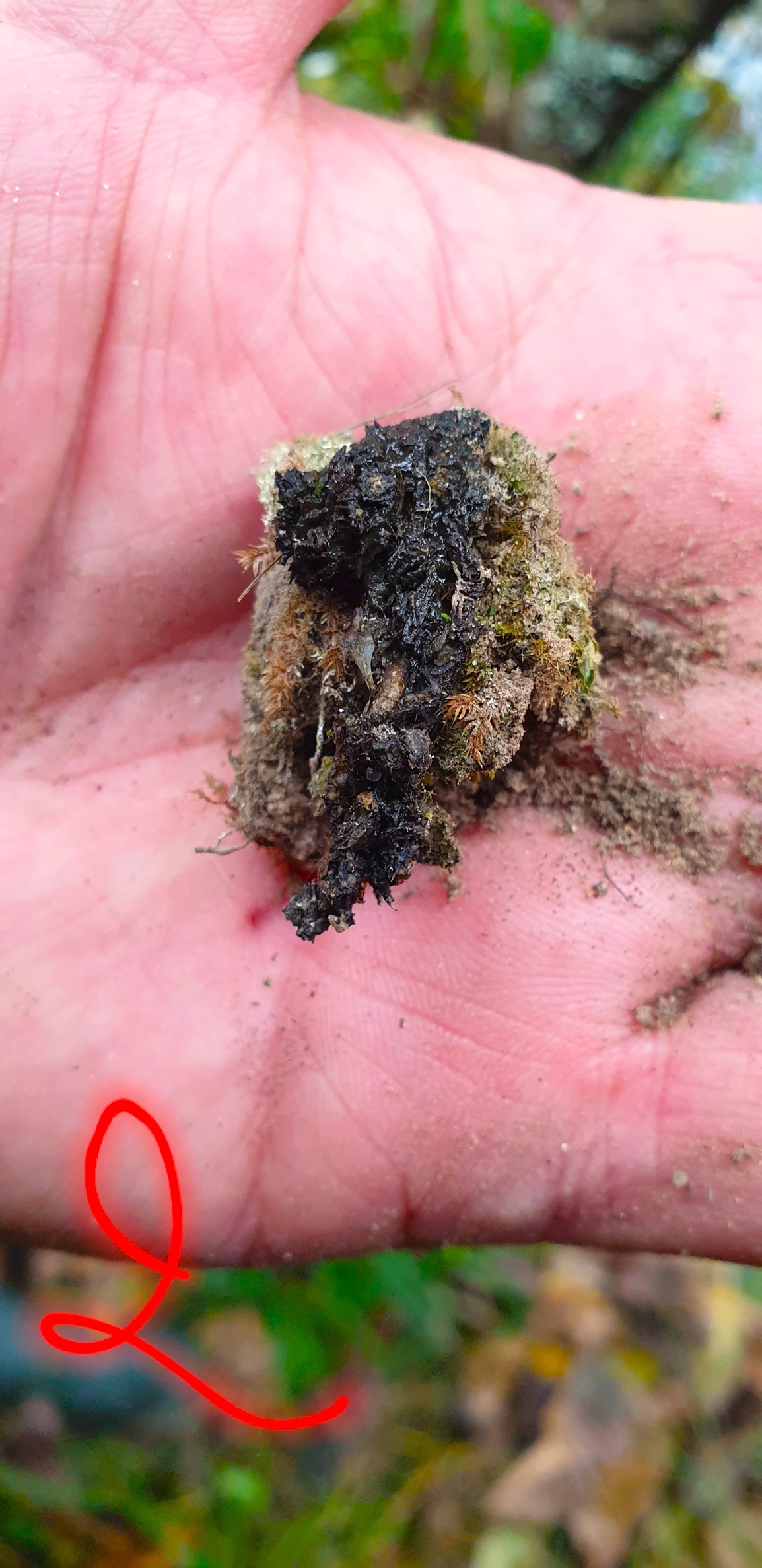 Epreintes Loutres secteur Plancoët Vendredi 13 Octobre 2023 (2) - Copie.jpg