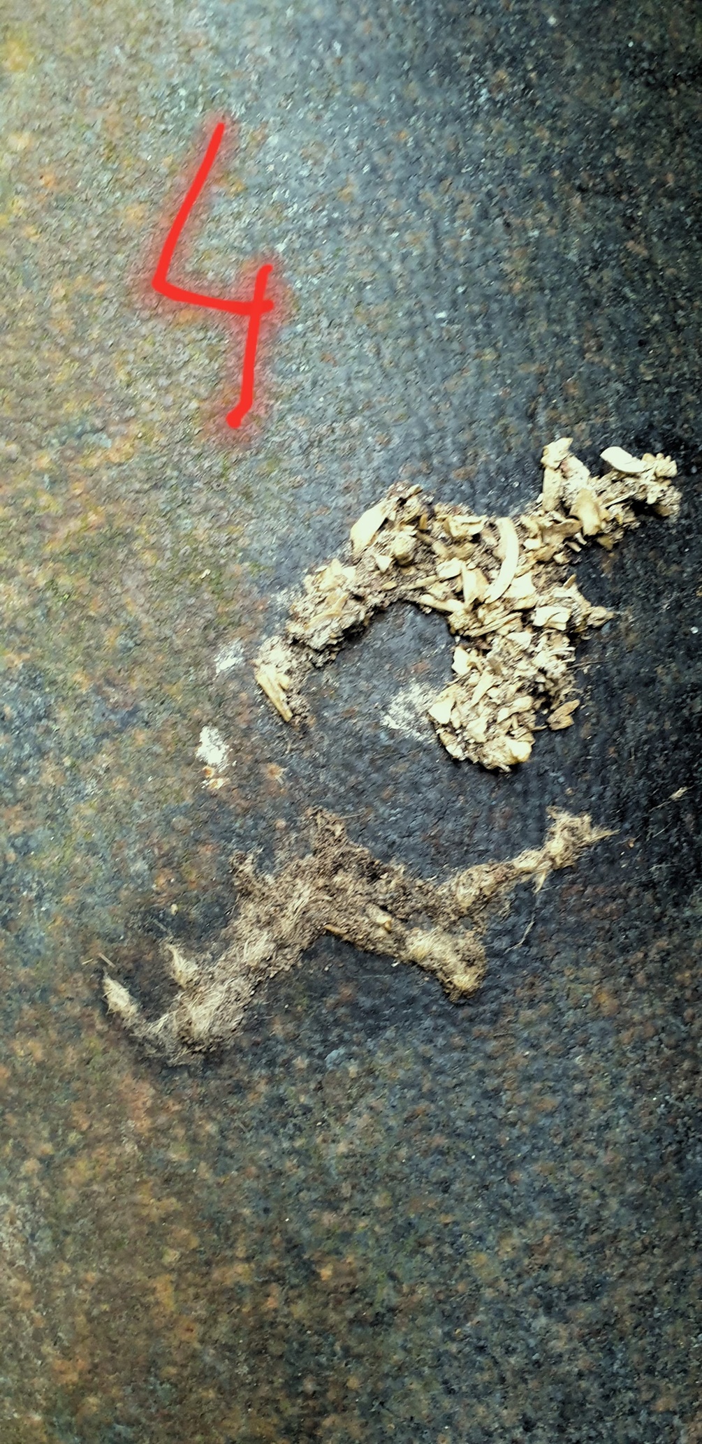 Epreintes Loutres secteur Plancoët Vendredi 13 Octobre 2023 (3) - Copie.jpg