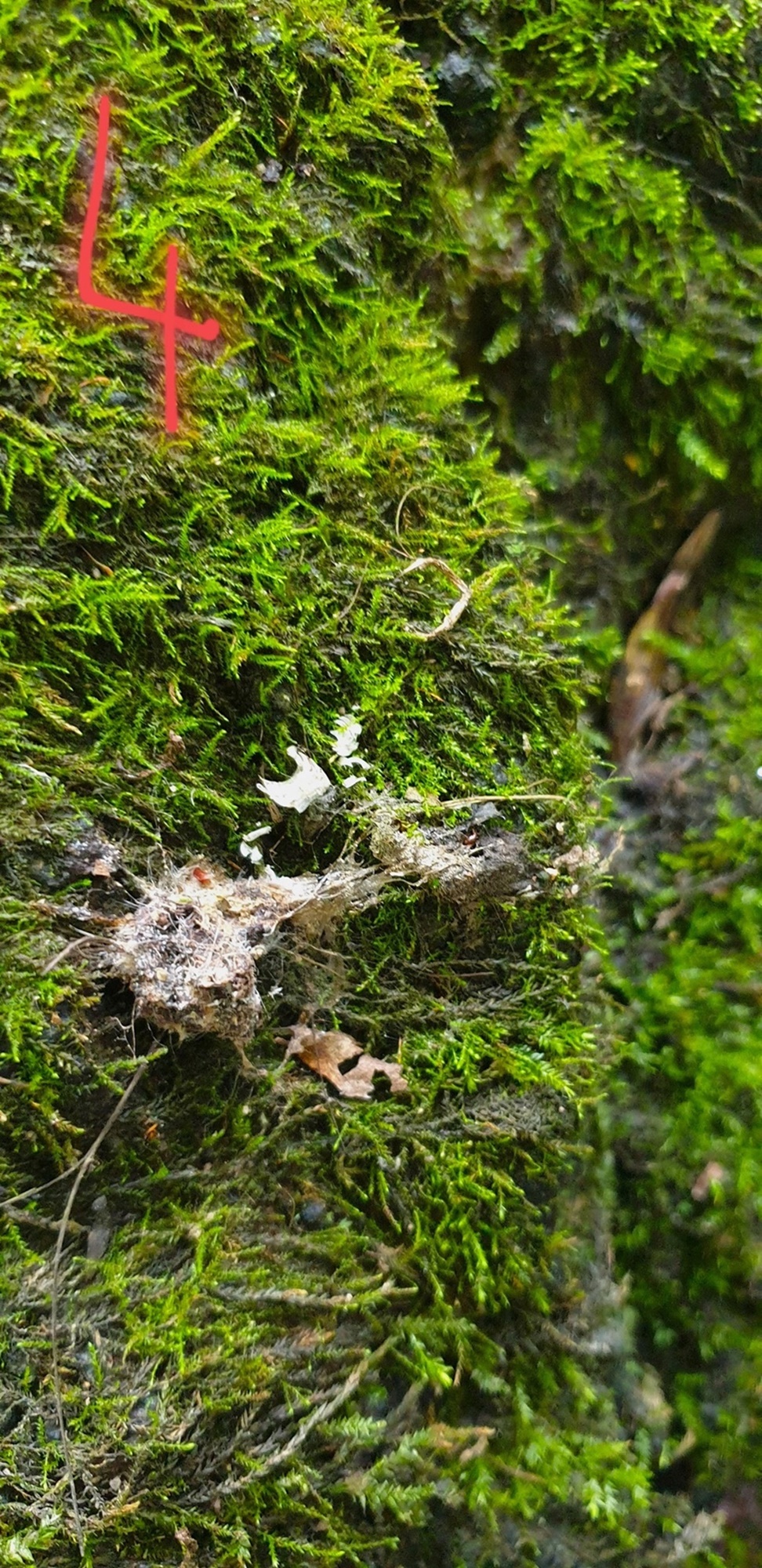 Epreintes Loutres secteur Plancoët Vendredi 13 Octobre 2023 (1) - Copie.jpg