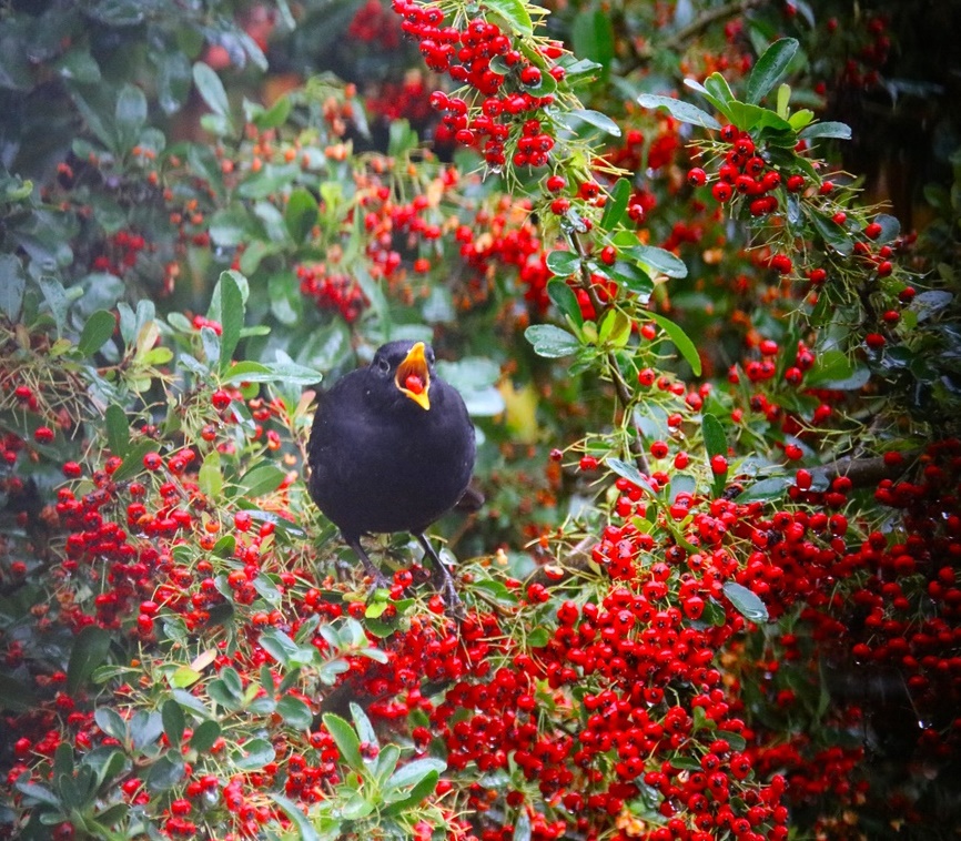 Merle noir a-crop.JPG