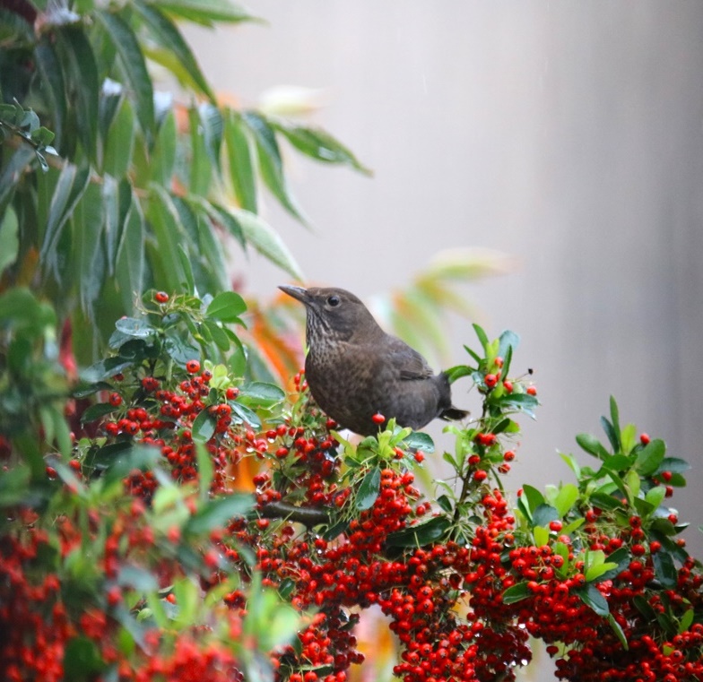 Grive mauvis-crop.JPG