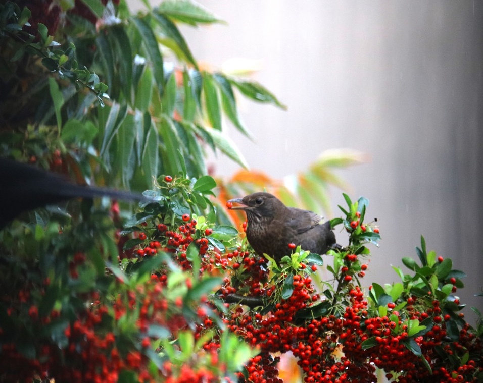 Grive mauvis 2-crop.JPG