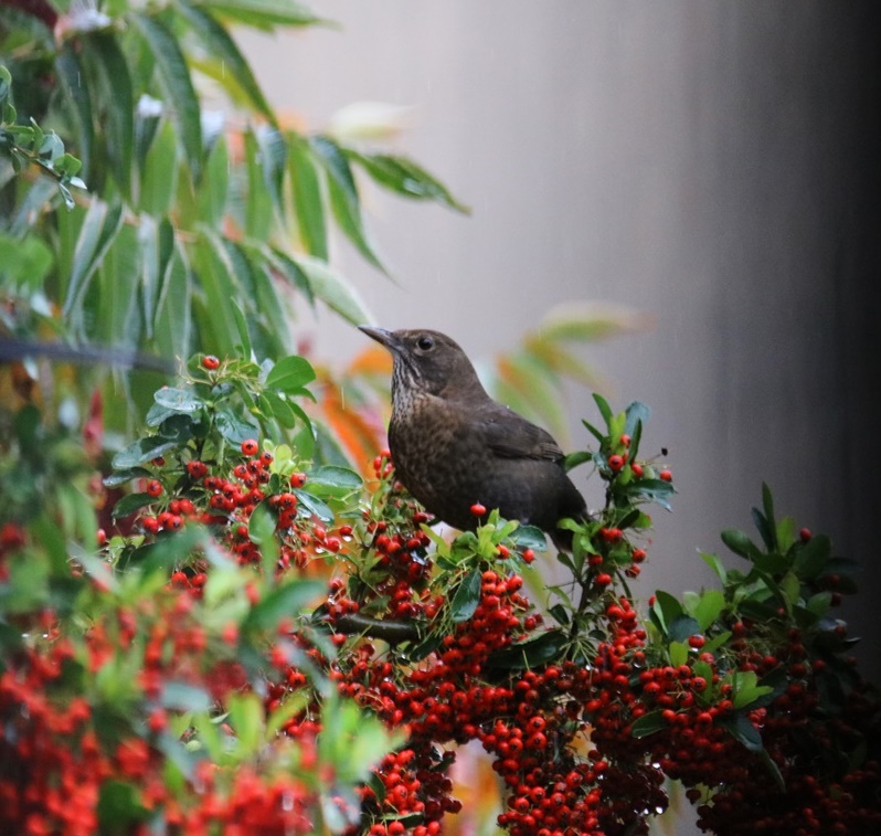 Grive mauvis 3-crop.JPG