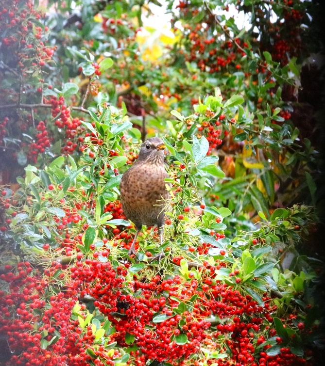 Grive mauvis 4-crop.JPG