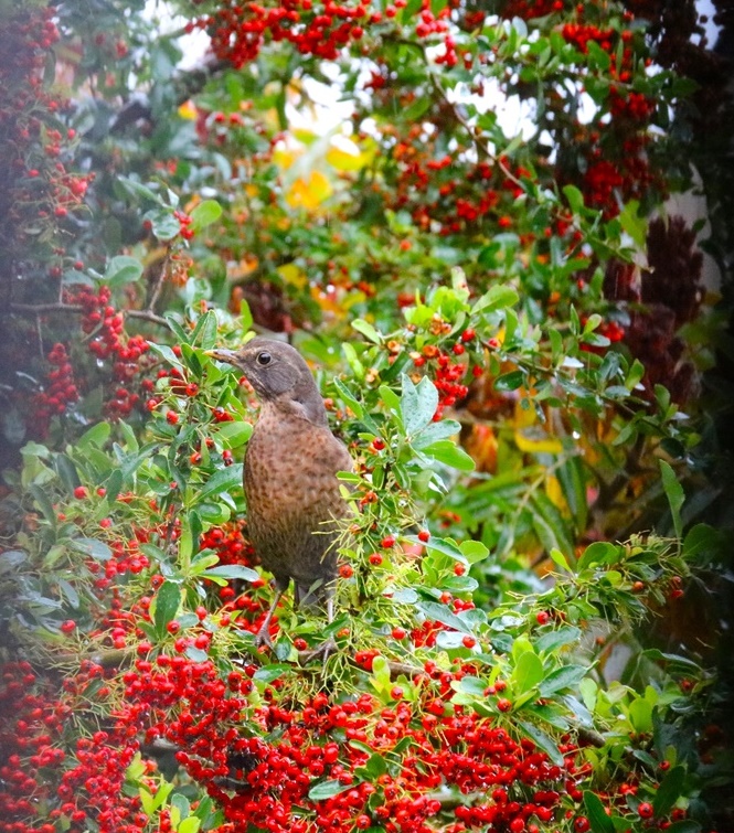 Grive mauvis 5-crop.JPG