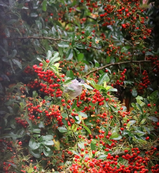 Fauvette à tête noire mâle (2)-crop.JPG