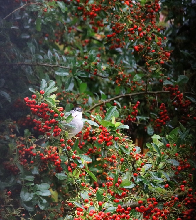 Fauvette à tête noire mâle (3)-crop.JPG