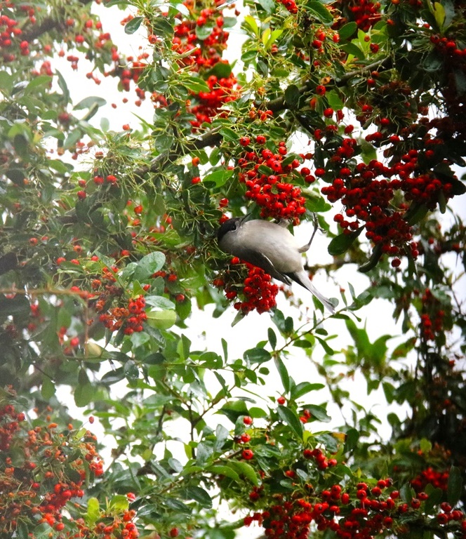 Fauvette à tête noire mâle (4)-crop.JPG