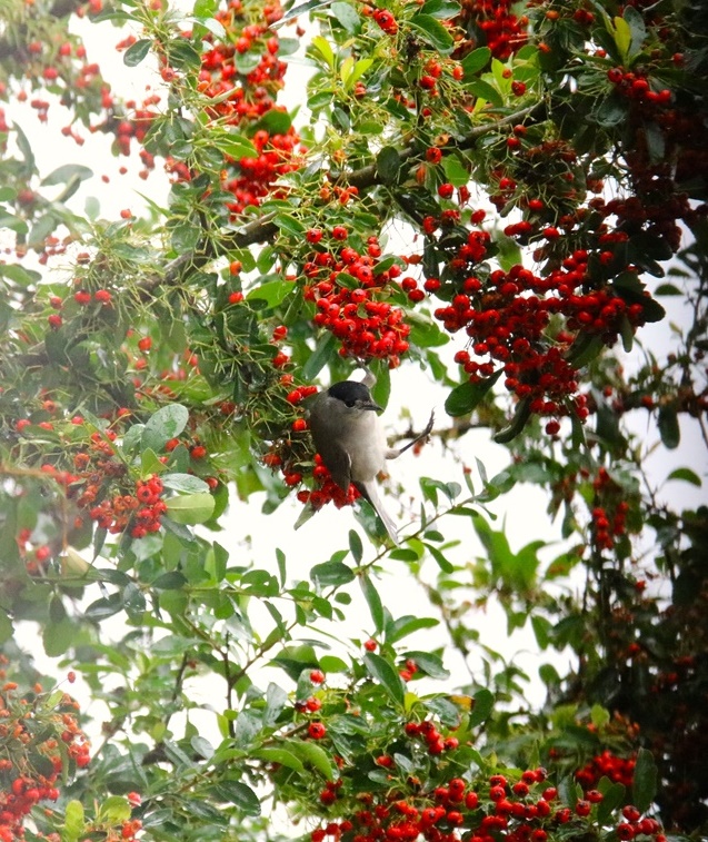 Fauvette à tête noire mâle (5)-crop.JPG