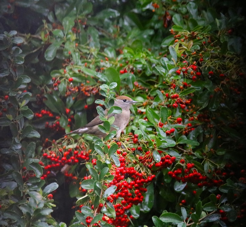 Fauvette à tête noire femelle-crop.JPG
