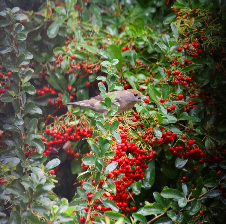 Fauvette à tête noire femelle (2)-crop.JPG