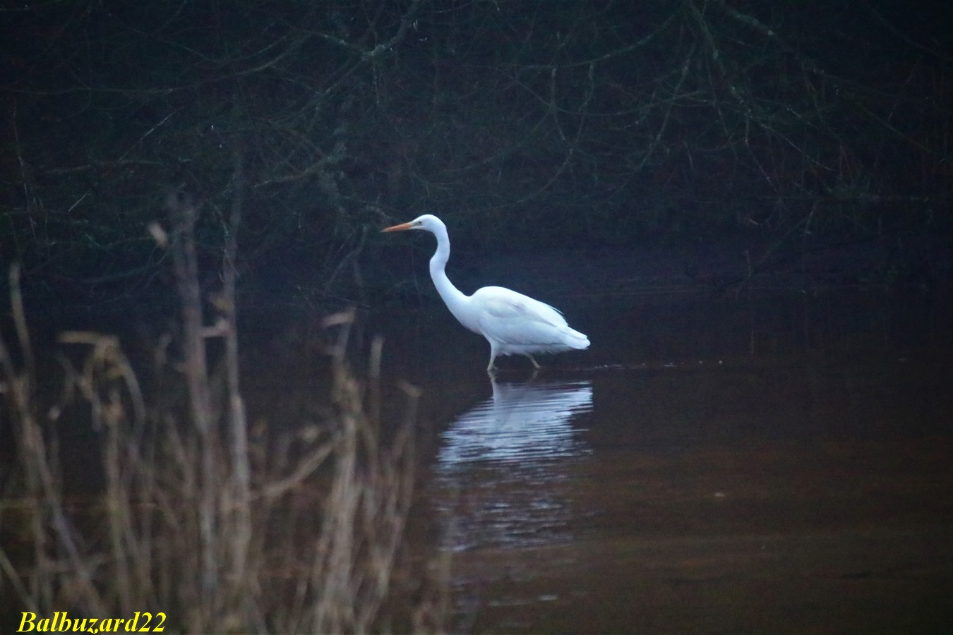 IMG_3515 - Copie.jpg