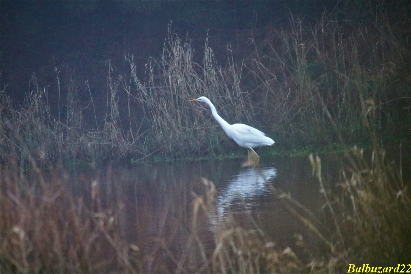 IMG_3516 - Copie.jpg