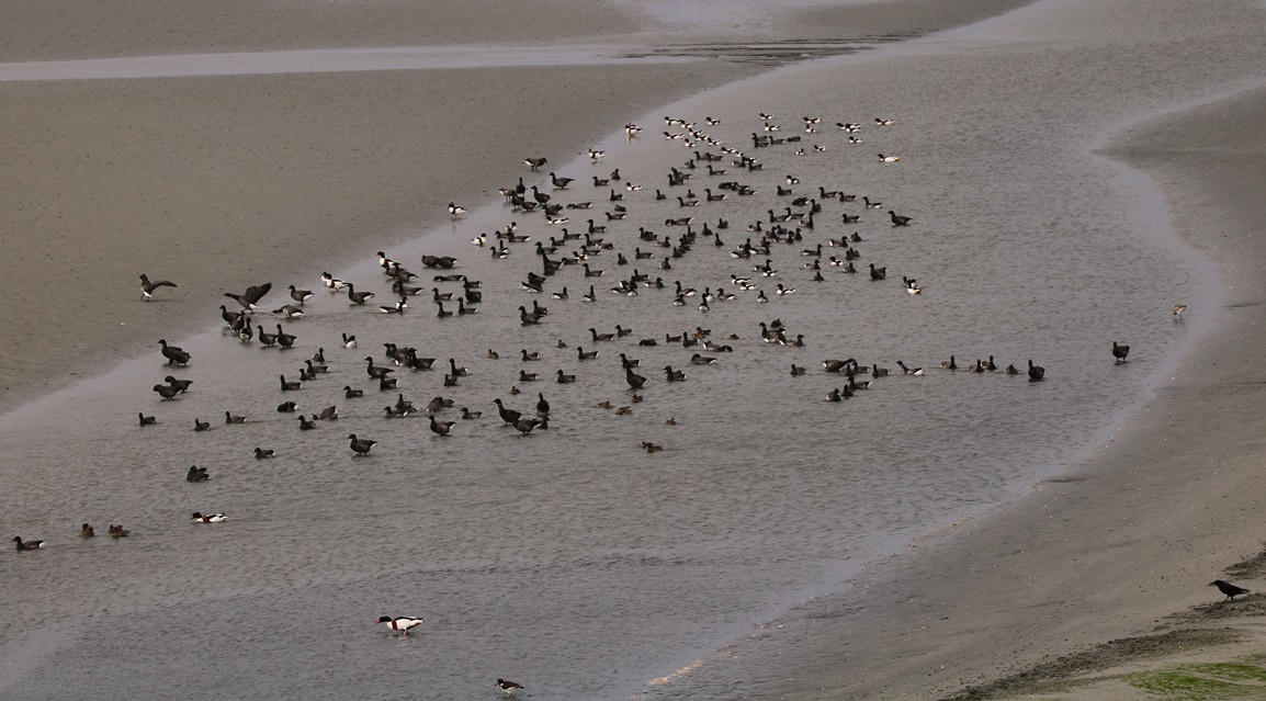 Oies bernaches cravants Fontevrent Mercredi 8 Novembre 2023 (4) - Copie-crop.JPG
