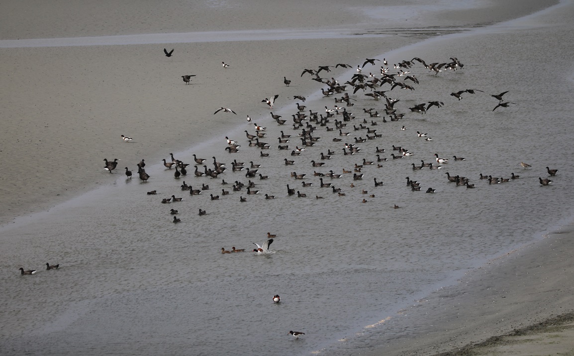 Oies bernaches cravants Fontevrent Mercredi 8 Novembre 2023 (5) - Copie-crop.JPG