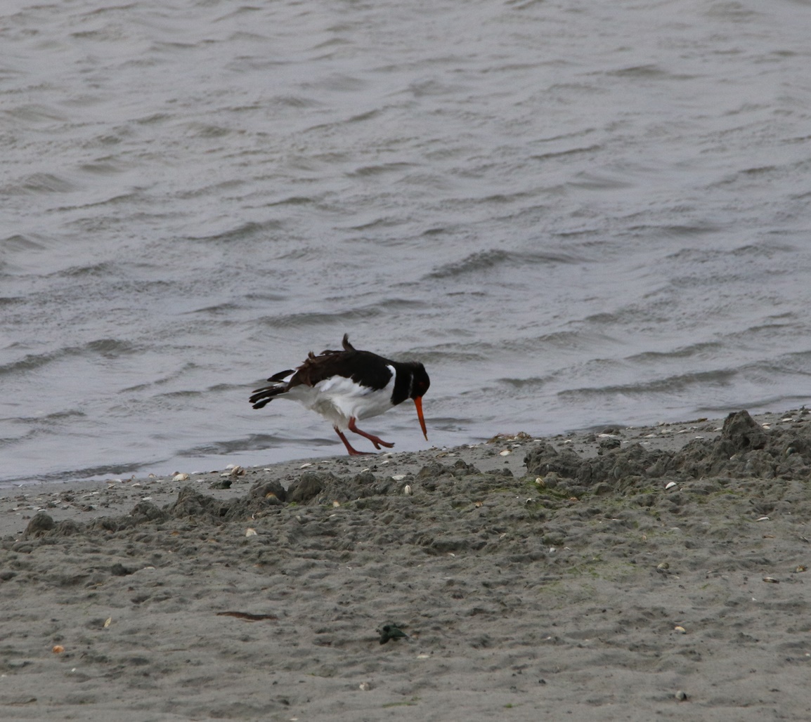 Huîtrier-pie Fontevrend Mercredi 8 Novembre 2023 (1) - Copie-crop.JPG