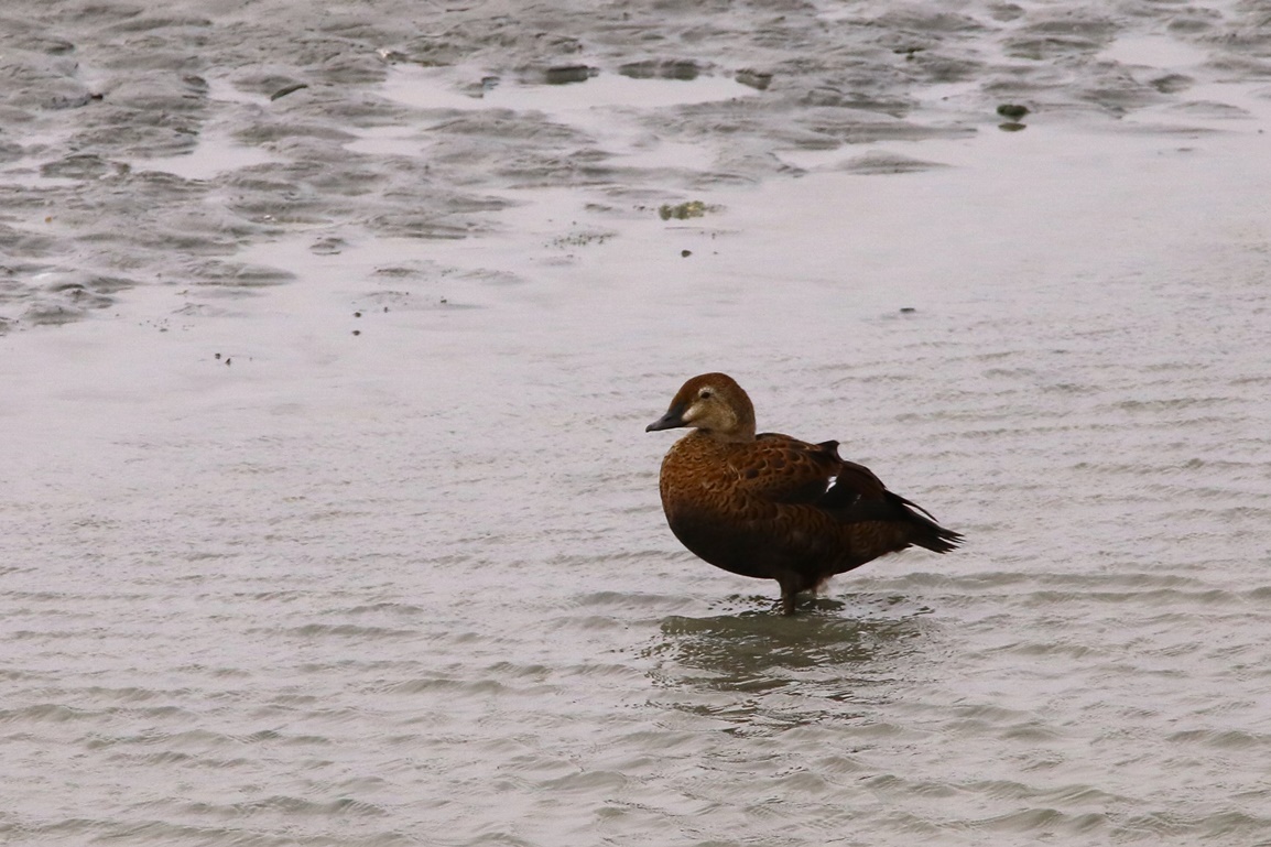 Eider à tête grise femelle Fontevrend Mercredi 8 Novembre 2023 (1).JPG