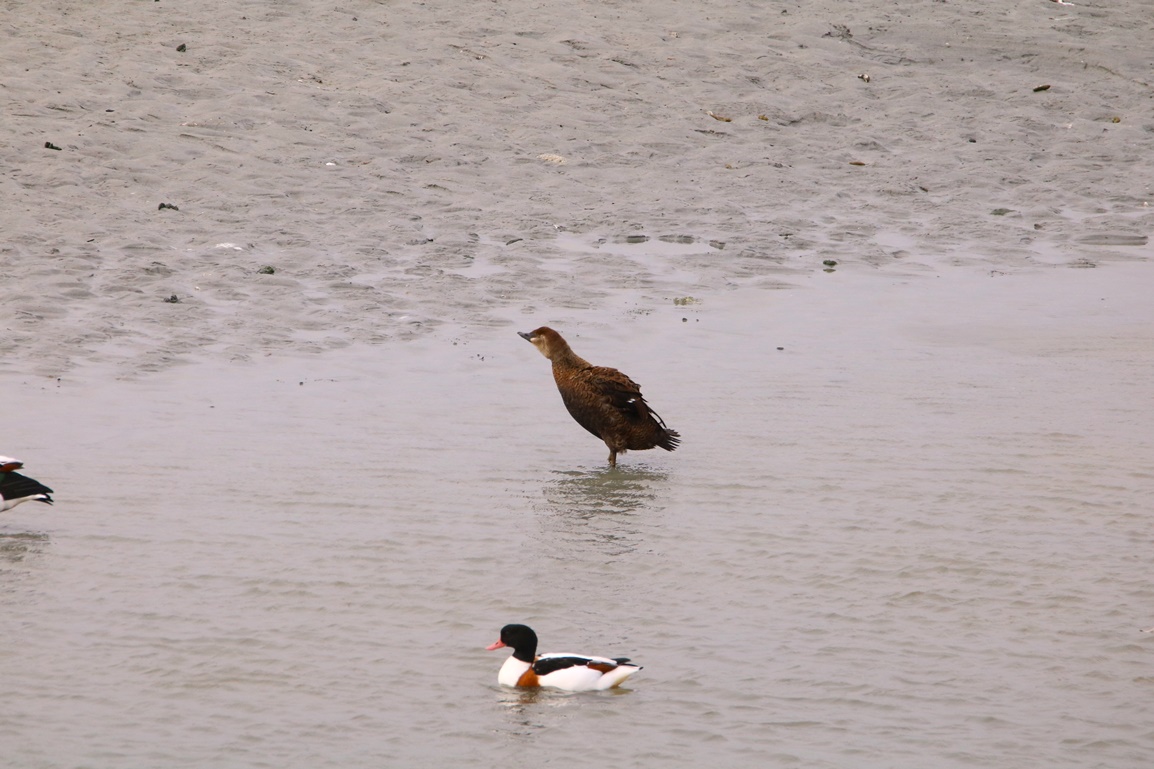 Eider à tête grise femelle Fontevrend Mercredi 8 Novembre 2023 (3) - Copie.JPG