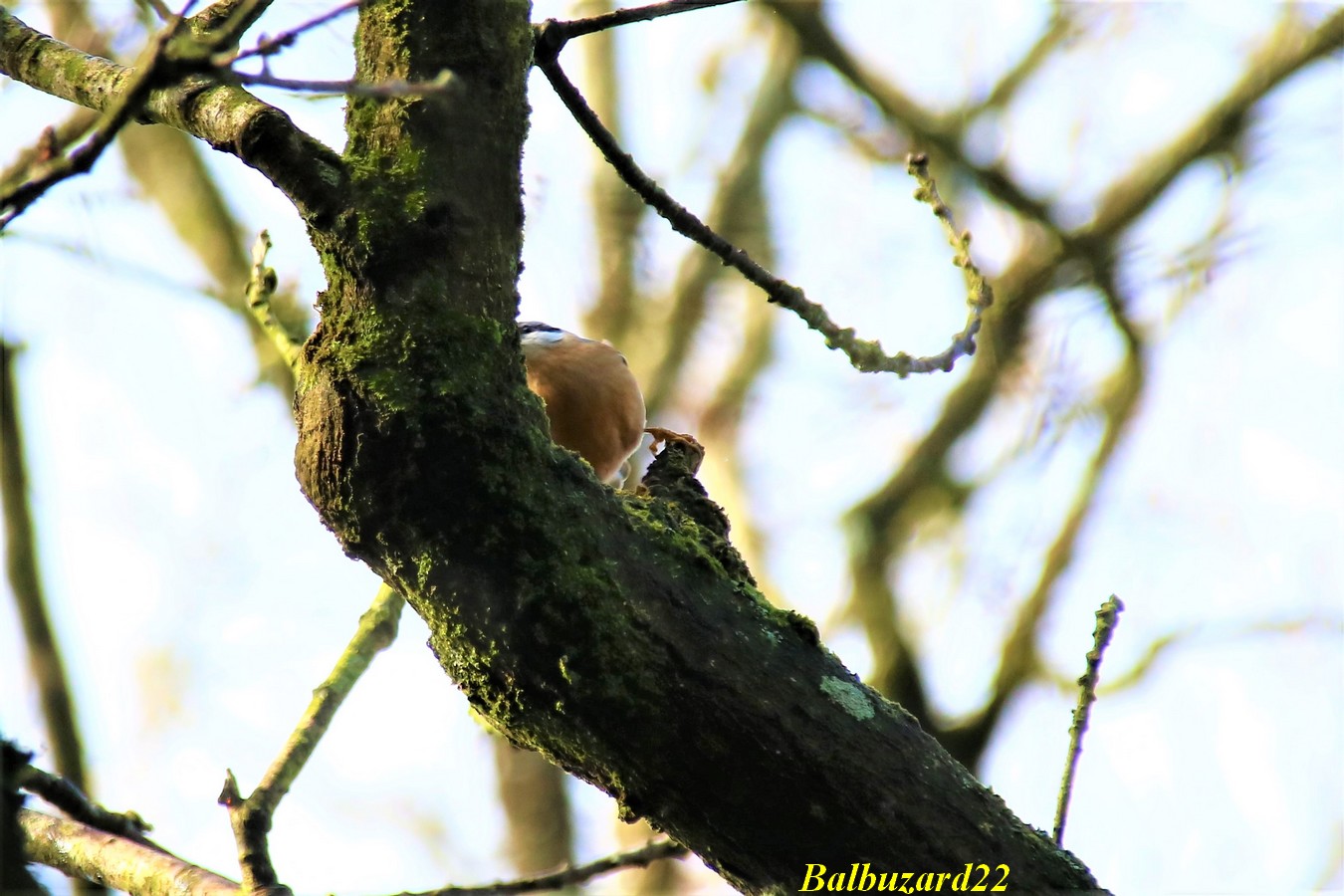 IMG_3525 - Copie.jpg