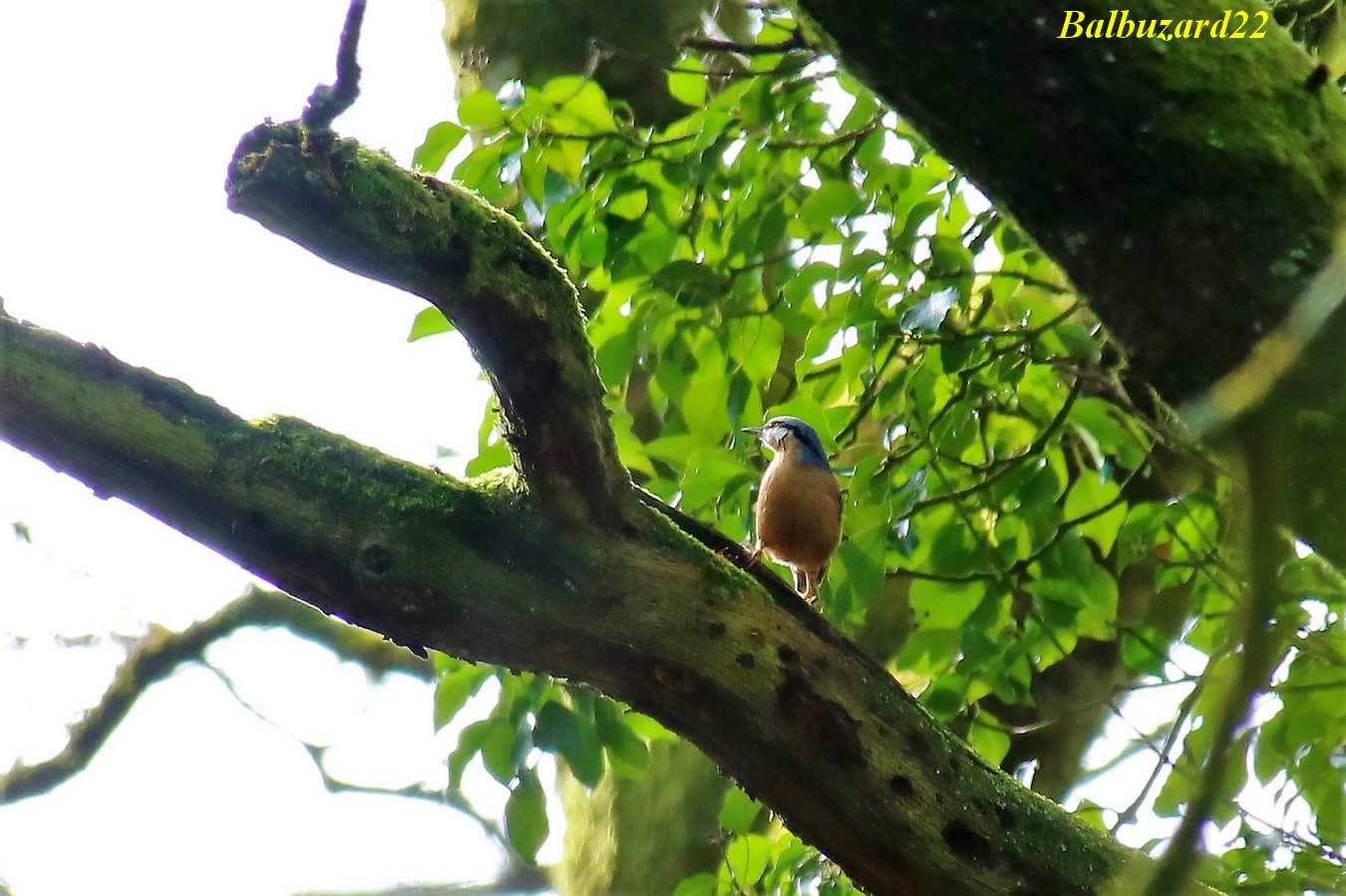 IMG_3527 - Copie.jpg