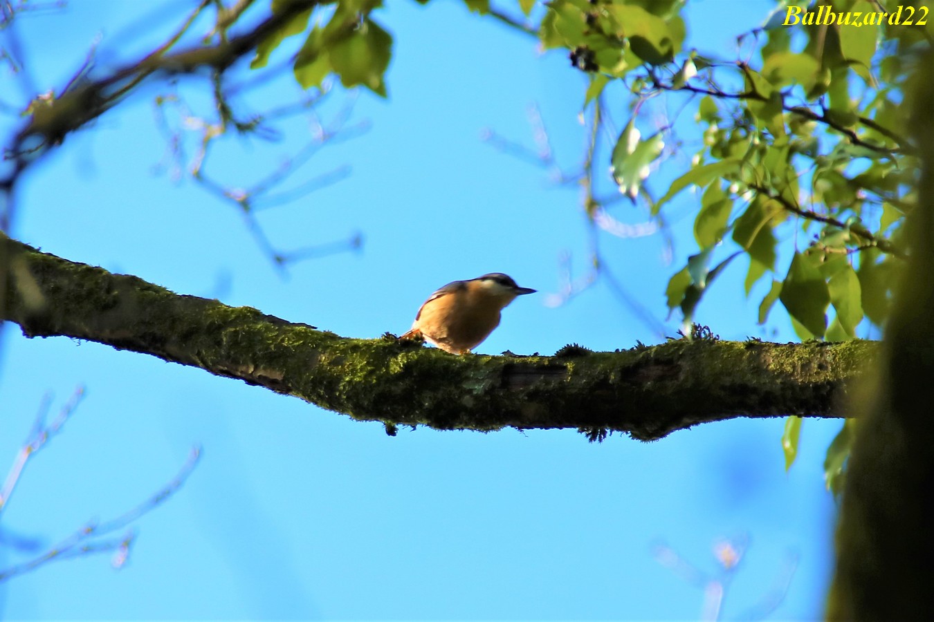 IMG_3529 - Copie.jpg