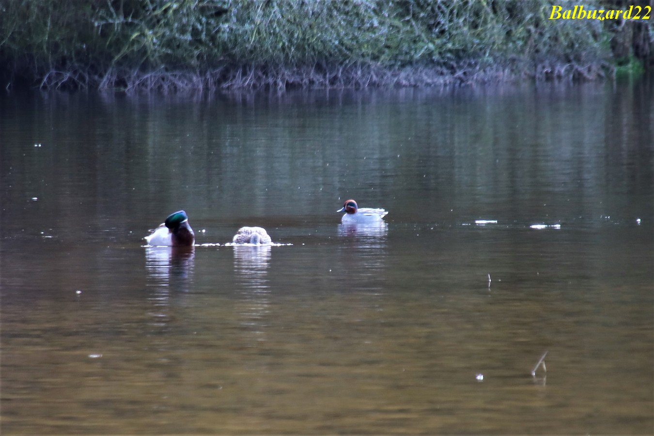 IMG_3536 - Copie.jpg