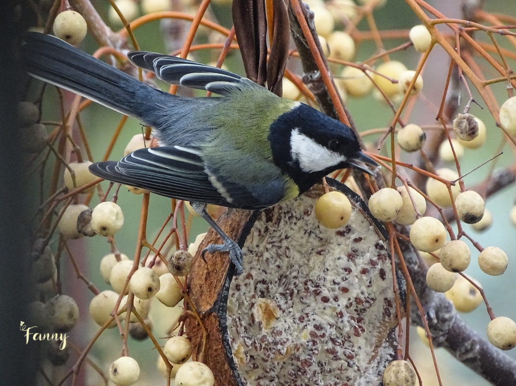 Mésange Charb Signée Redim DSC09244.jpg