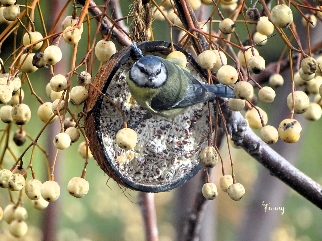 Mesange bleue red SignéeDSC09215.jpg