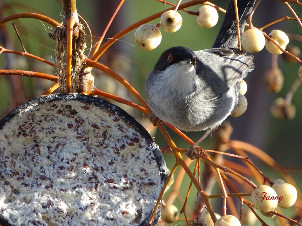 Fauvette Mélano  signéeDSC09444.jpg