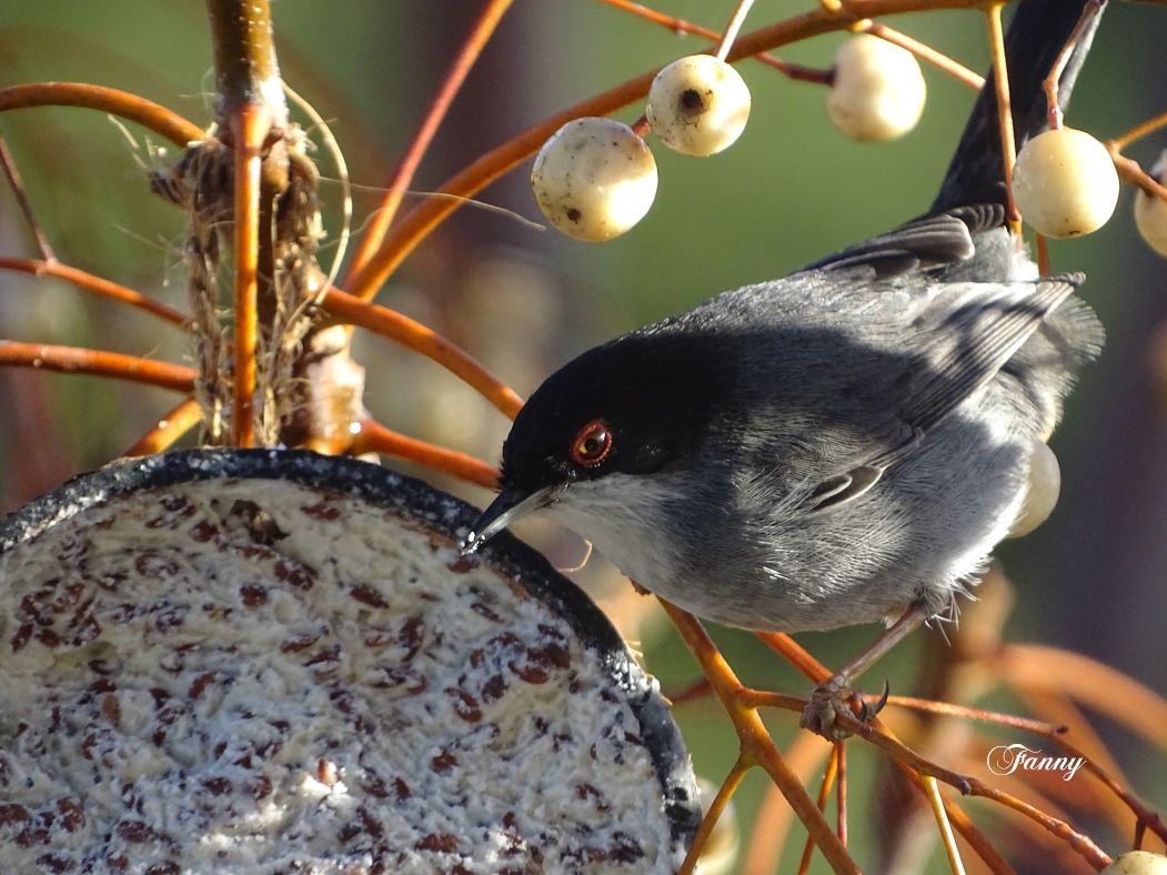 La Mélanocéphale  SignéeDSC09452.jpg