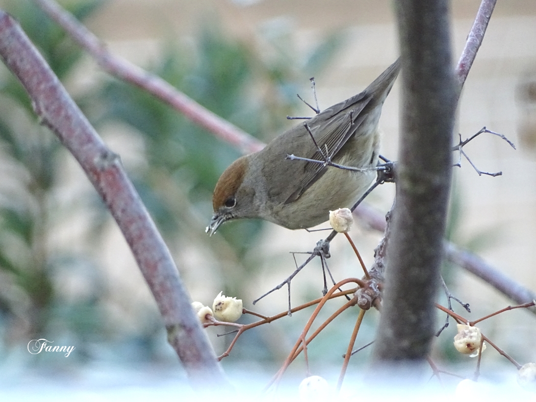 Fauvette a tete noire signéeDSC09503.jpg