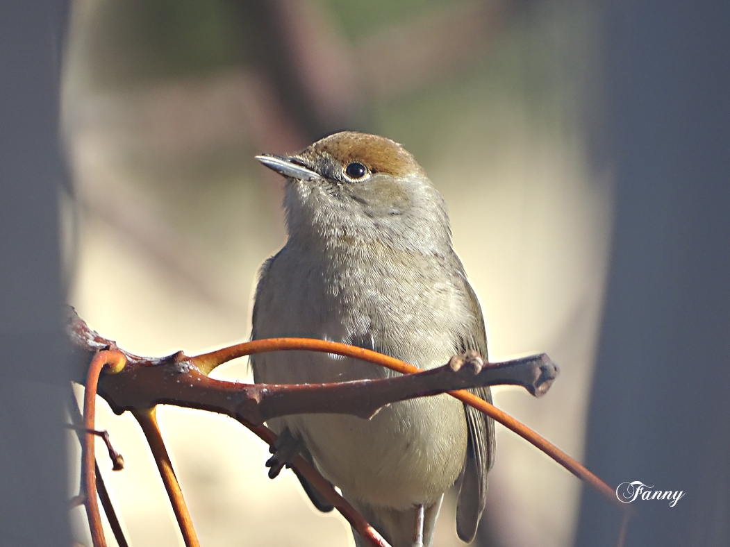 Fauvette femelle  SignéeDSC09667.jpg