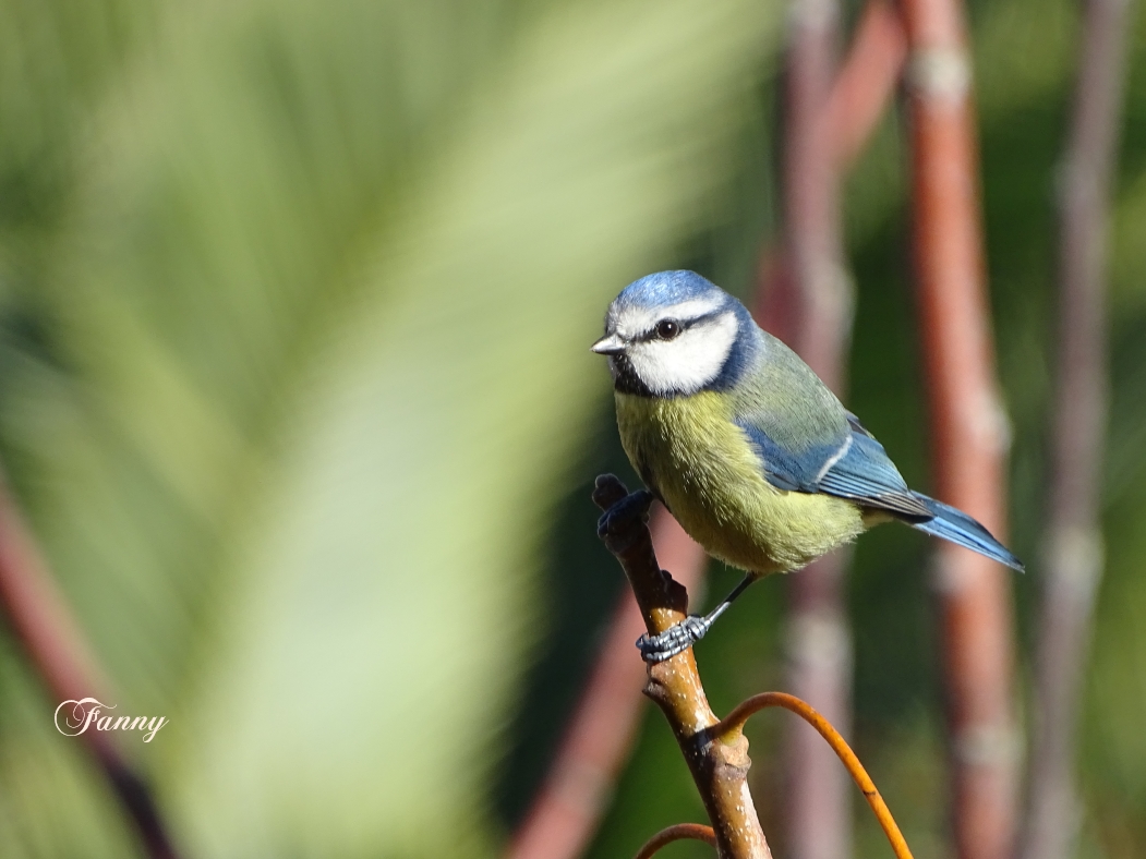 Petite mésange bleue signéeDSC09704.jpg