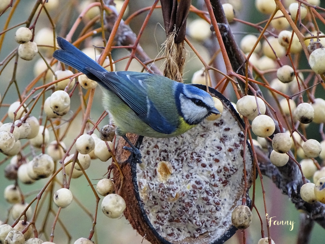 Mesange bleue SignéeDSC09266.jpg