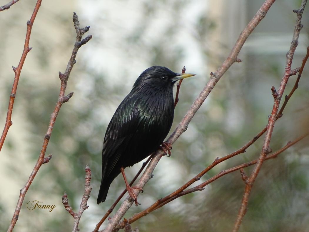 Etourneau unicolore signéDSC09576.jpg