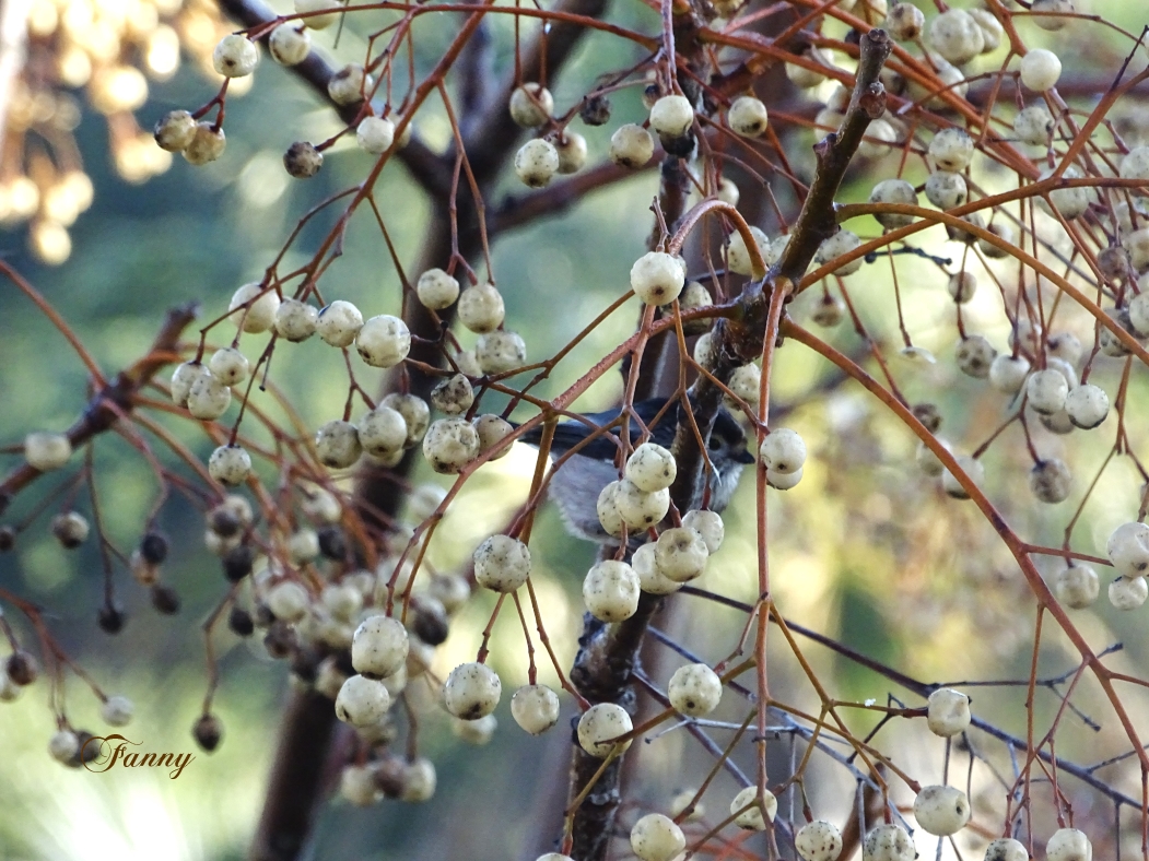 signée  mésange a longuee queueDSC09652.jpg