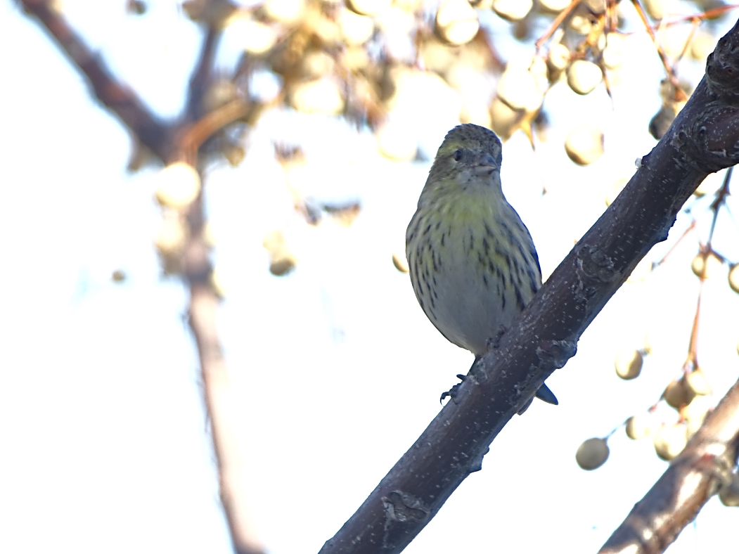 Tarin des AulnesDSC09630.jpg