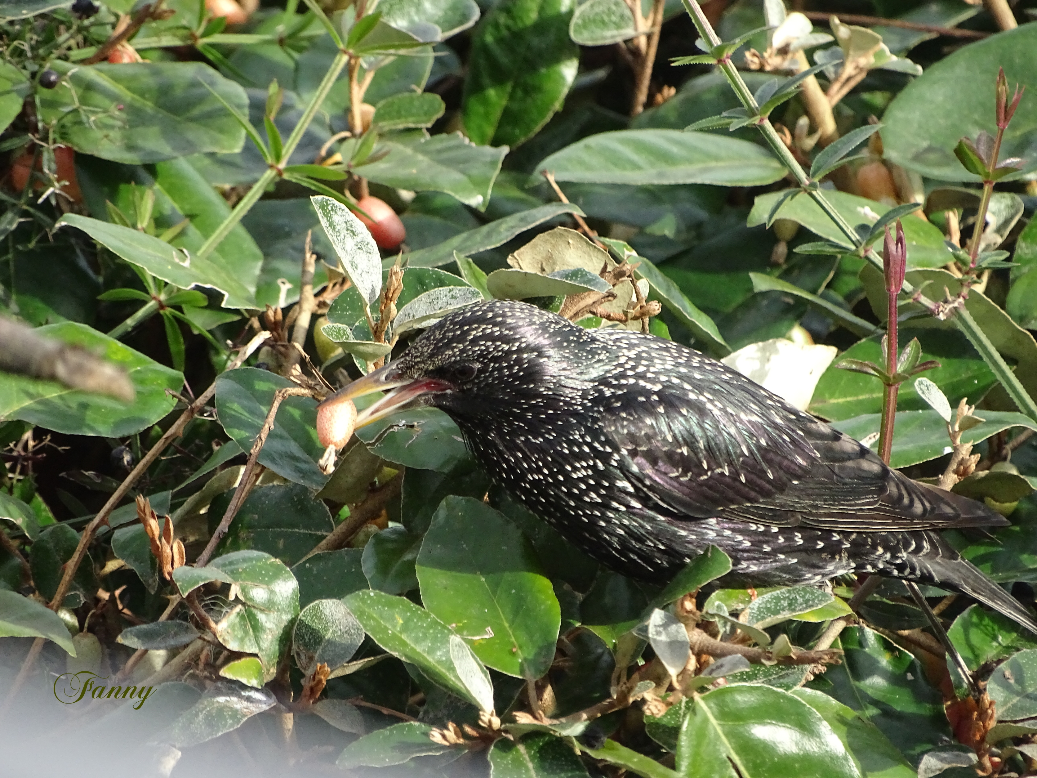 Baie Etourneau Signé DSC00105.jpg